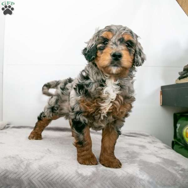 Lucy, Mini Bernedoodle Puppy